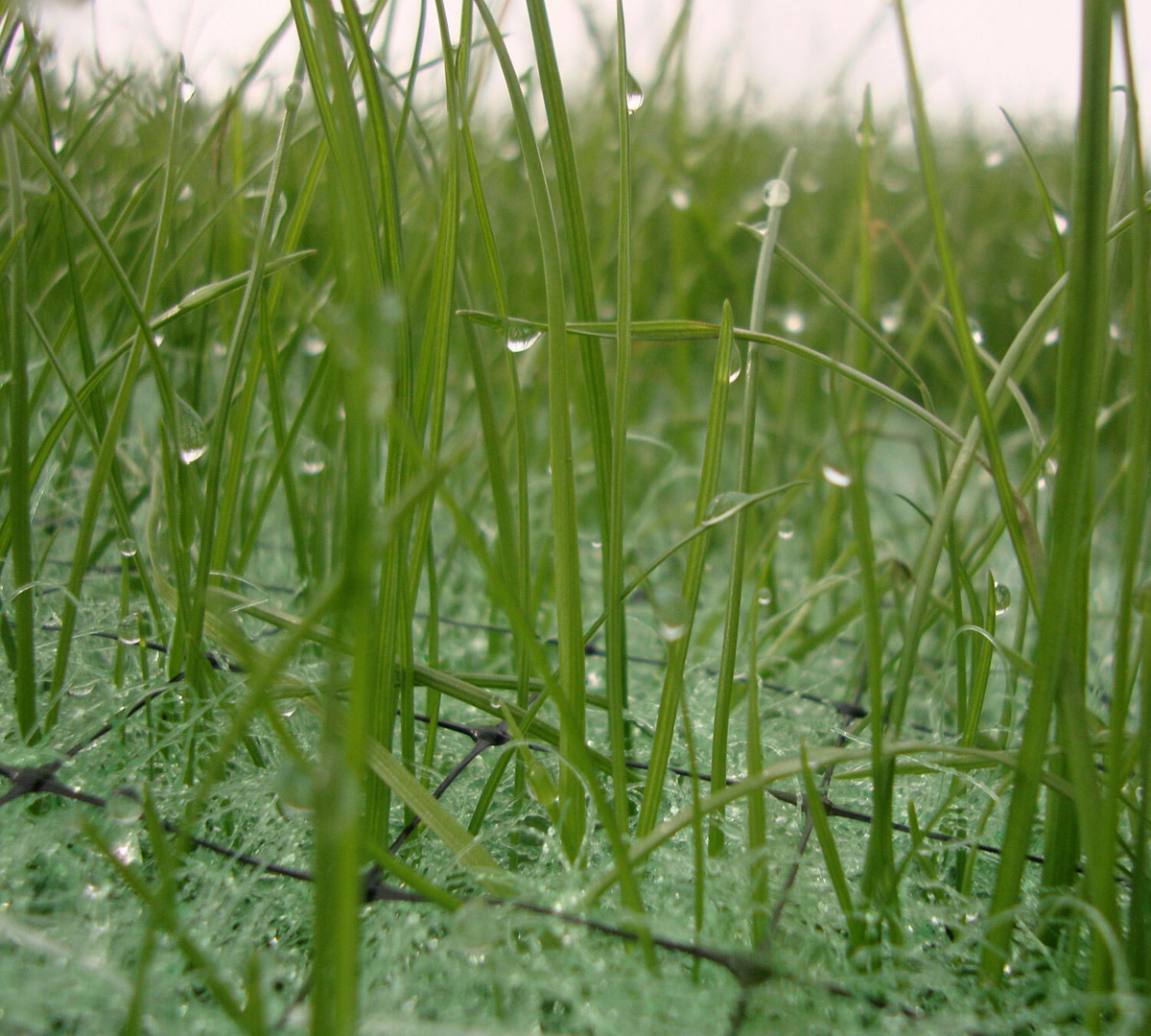 Reclamation & Erosion Control Seed