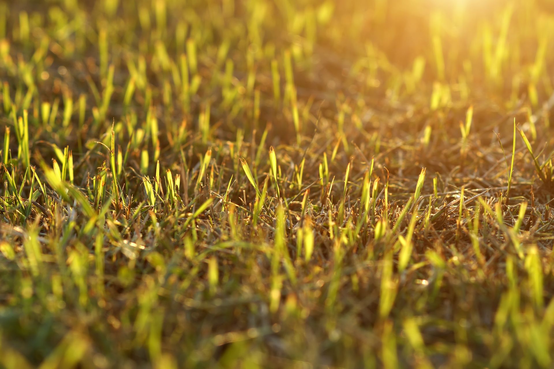 Turf & Grass Seed