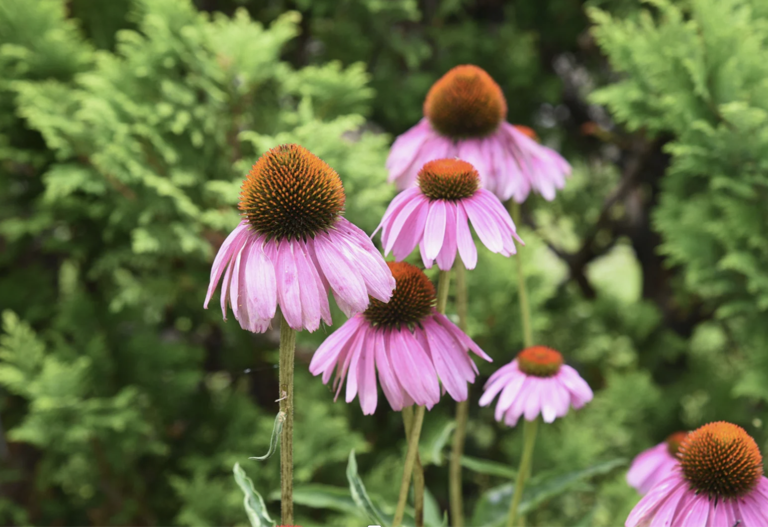 Commercial Wildflower Seed